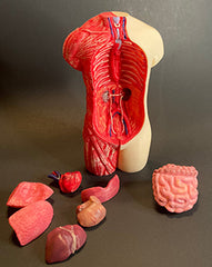 Medical Model